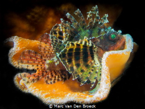 "orange house" scorpion fish by Marc Van Den Broeck 